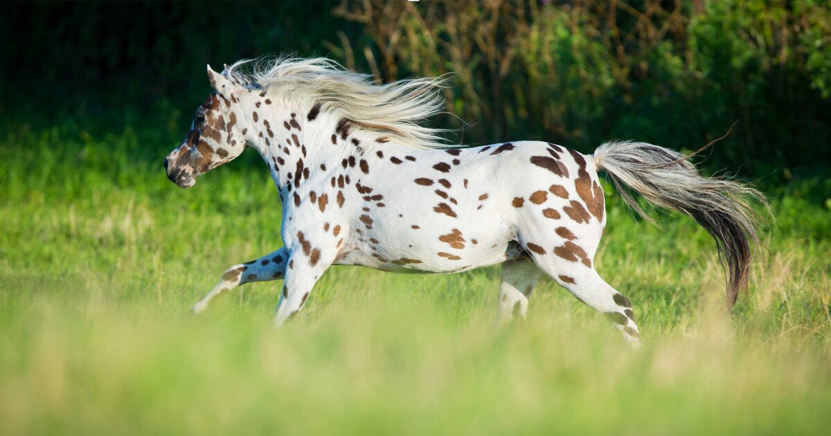 Appaloosa Coat Patterns: A Visual Guide to Every Pattern Type