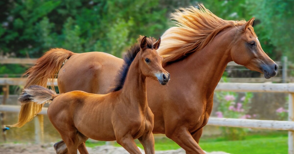 Arabian Horse Breed Profile: History, Traits, and Care