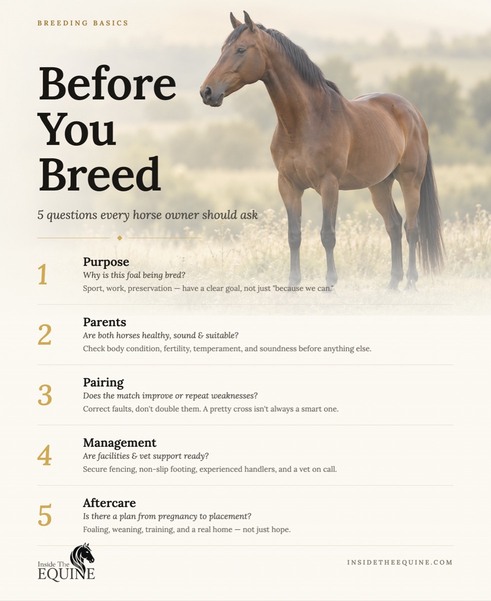 Before You Breed: 5 questions every horse owner should ask — Purpose, Parents, Pairing, Management, and Aftercare