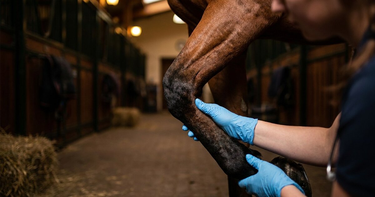 Cellulitis in Horses: Why a Swollen Leg Is an Emergency