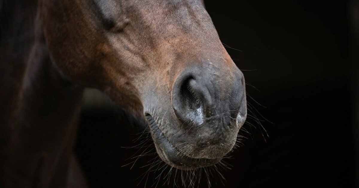 Equine Influenza: What Every Horse Owner Needs to Know in 2026