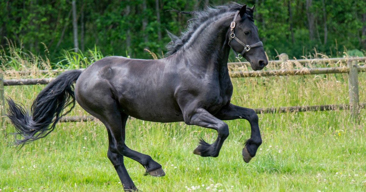 Friesian Horse Breed Profile: History, Traits, and Care
