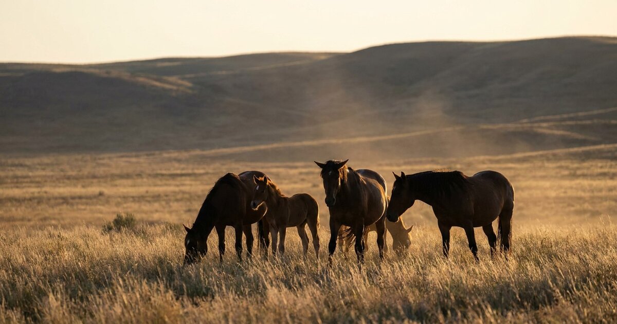 Herd Dynamics: How Horses Establish and Maintain Social Order