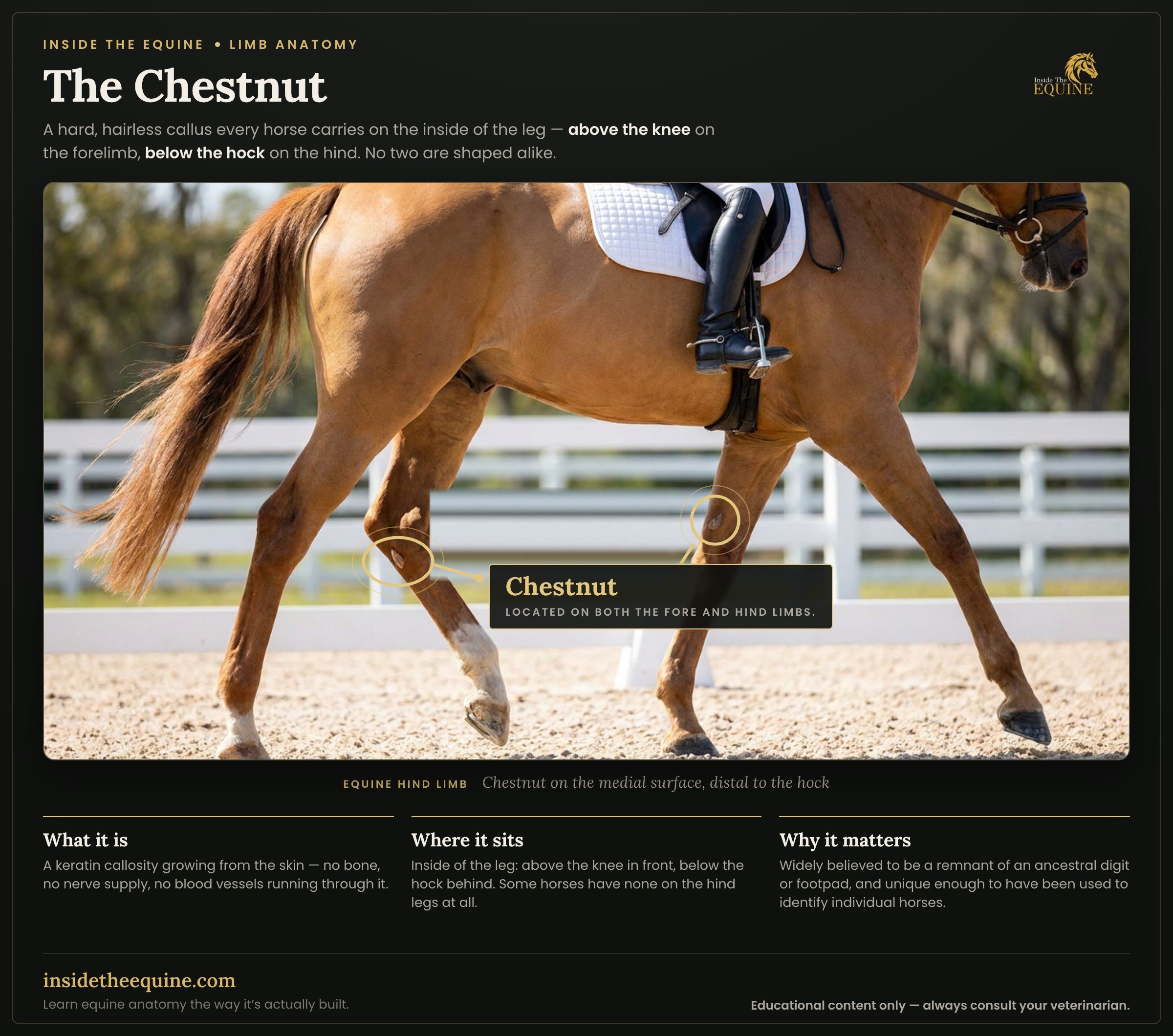 Infographic showing the chestnut on a horse hind limb, located on the medial surface distal to the hock