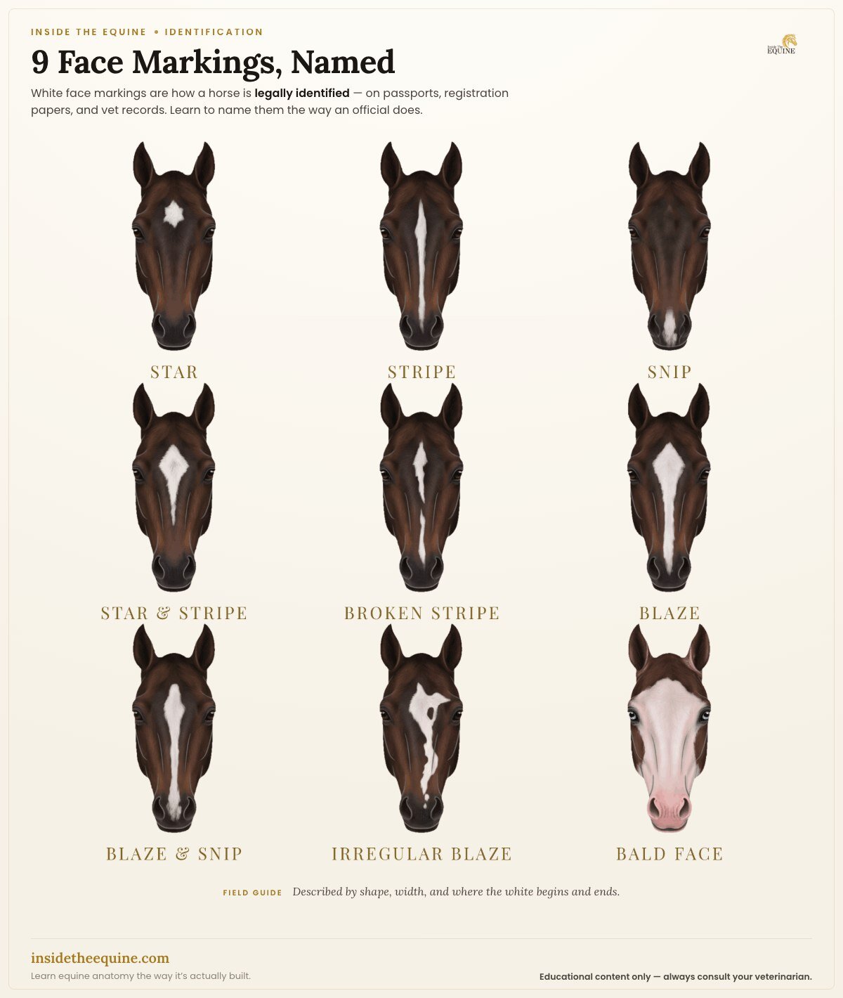 Nine horse face markings named: star, stripe, snip, star and stripe, broken stripe, blaze, blaze and snip, irregular blaze, and bald face