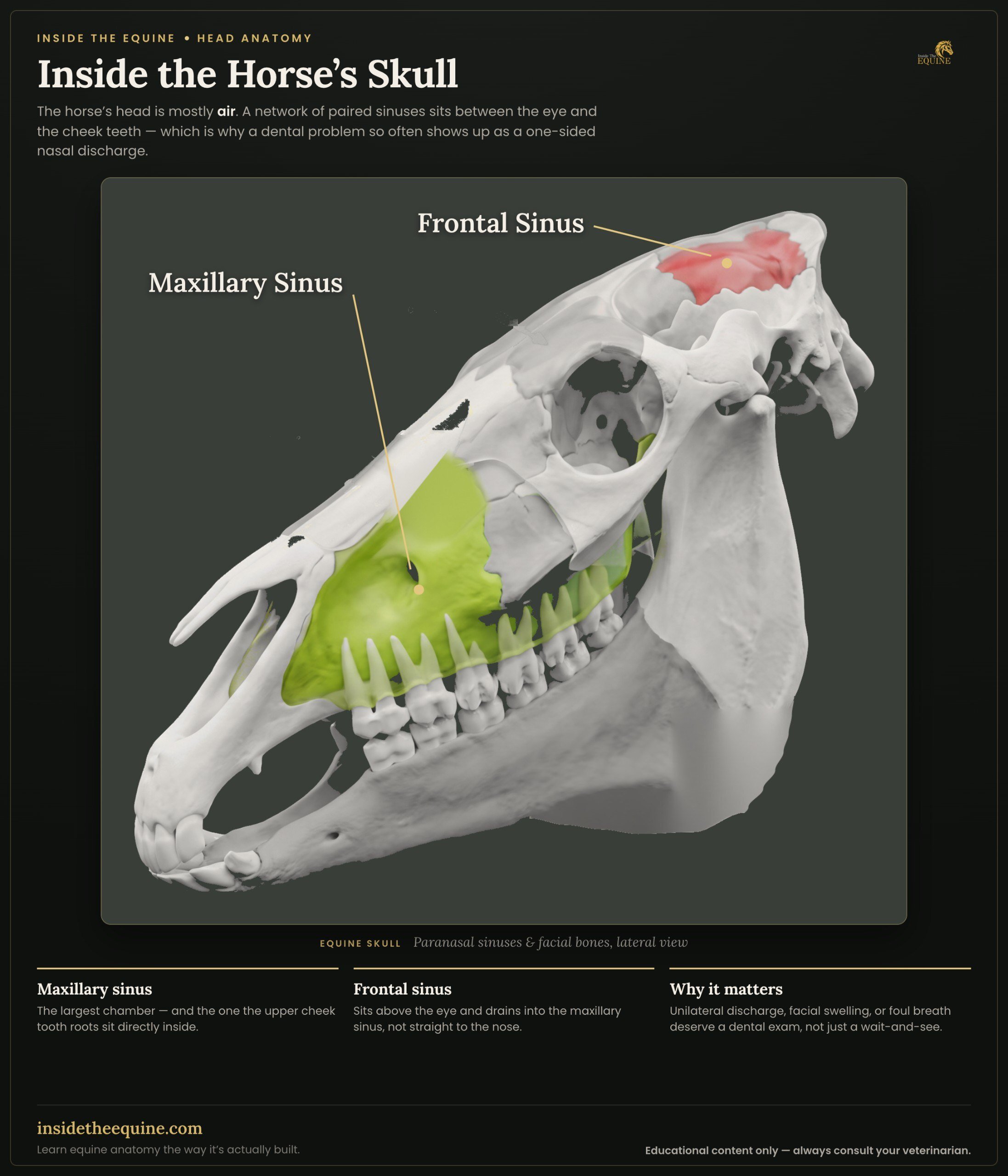 Inside the horse skull showing paranasal sinuses including the maxillary sinus and frontal sinus with labeled anatomy
