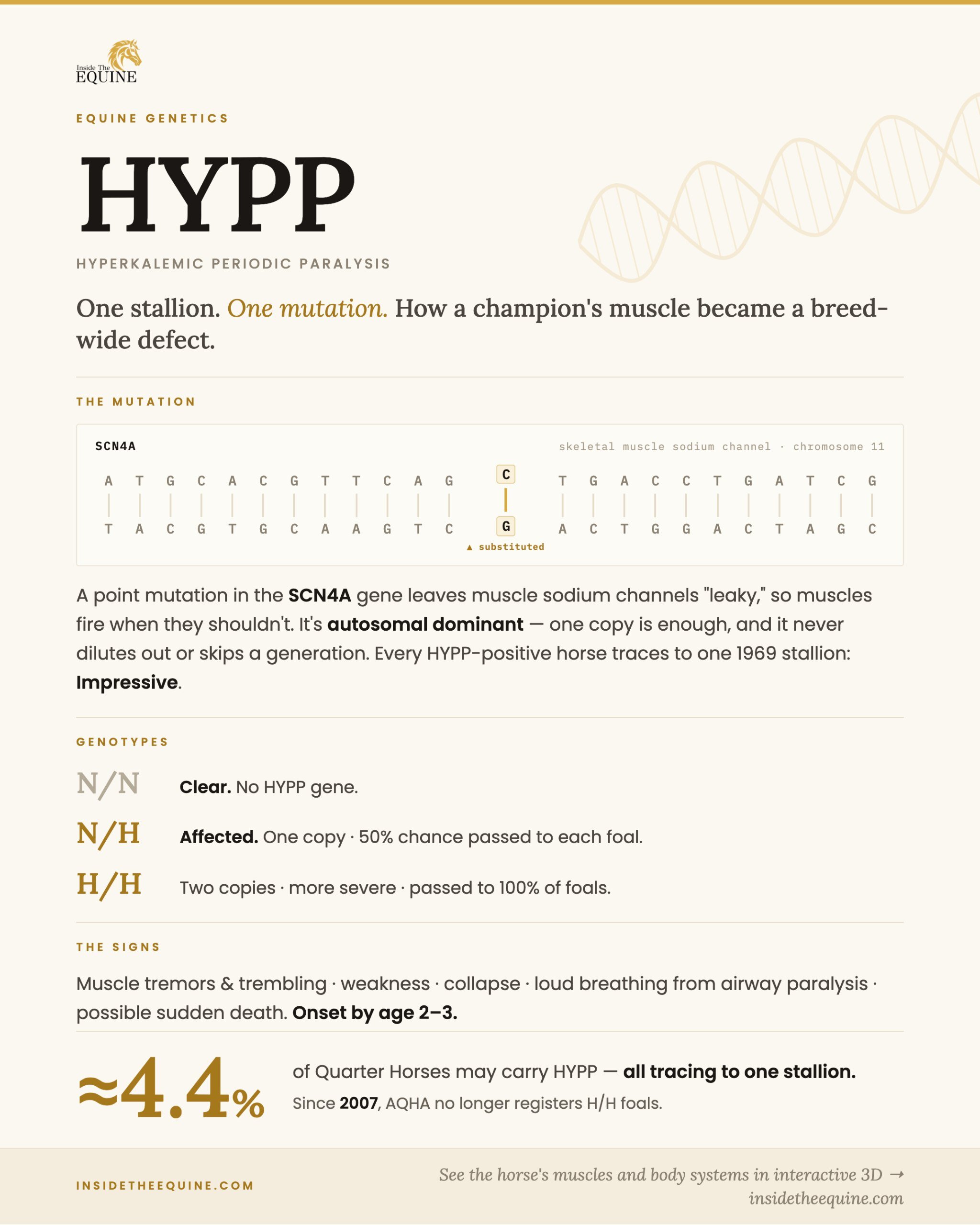 HYPP infographic showing the SCN4A gene mutation, genotypes N/N, N/H, and H/H, and key signs of Hyperkalemic Periodic Paralysis in horses