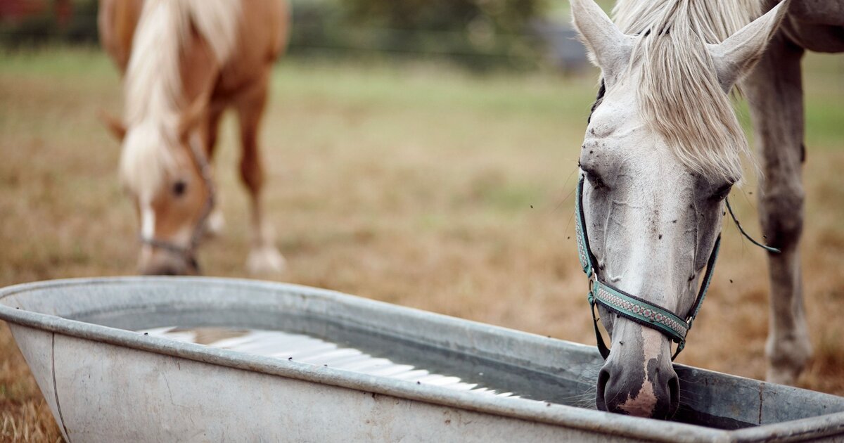 Oats: Why They Are Considered the Safest Grain for Horses