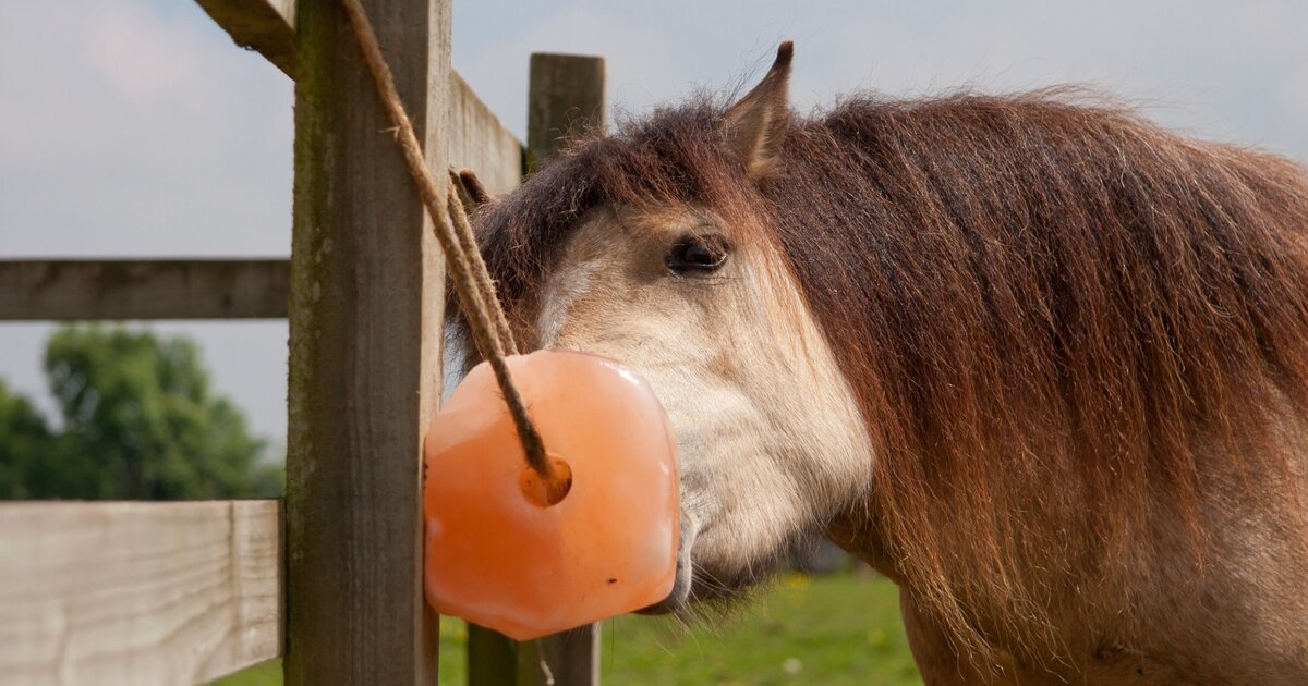 Salt Supplementation for Horses: Why Every Horse Needs It