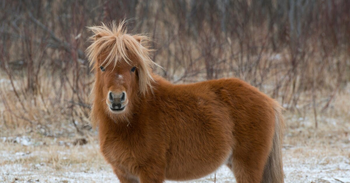 Shetland Pony Breed Guide: Small but Mighty