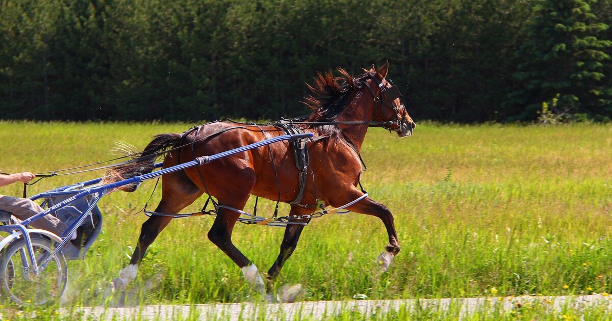 Standardbred Horse Breed Profile: Born to Trot and Pace