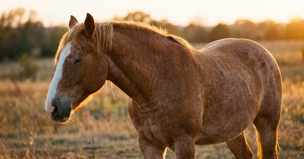 The Stay Apparatus in Horses: How They Sleep Standing Up