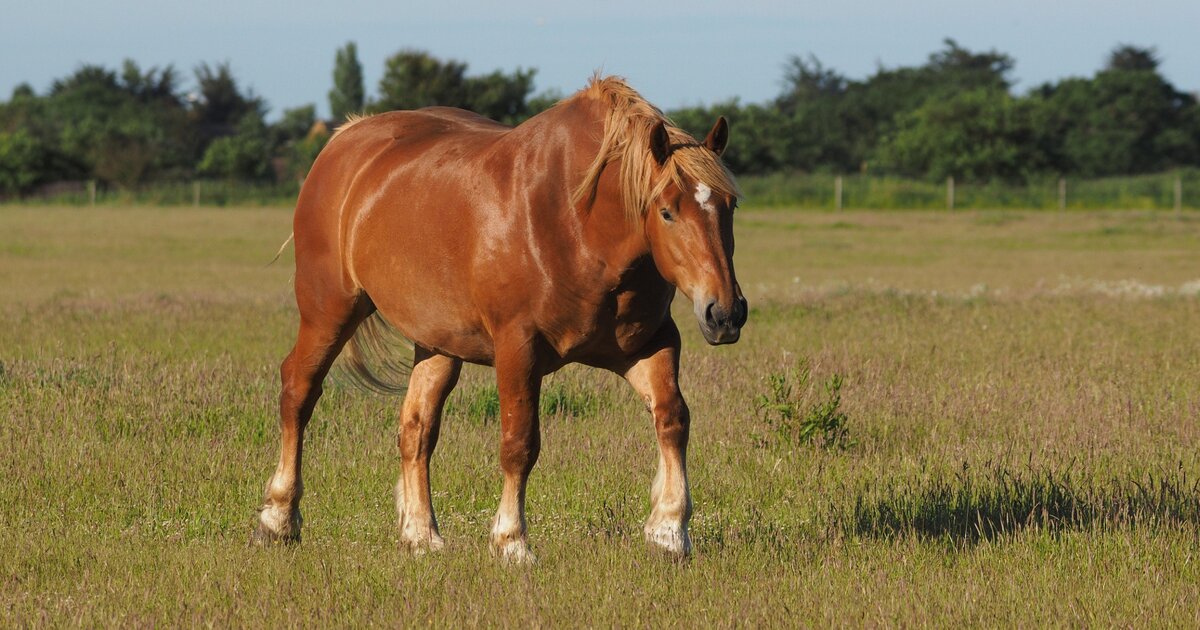 Suffolk Punch Breed Profile: The Endangered Gentle Giant