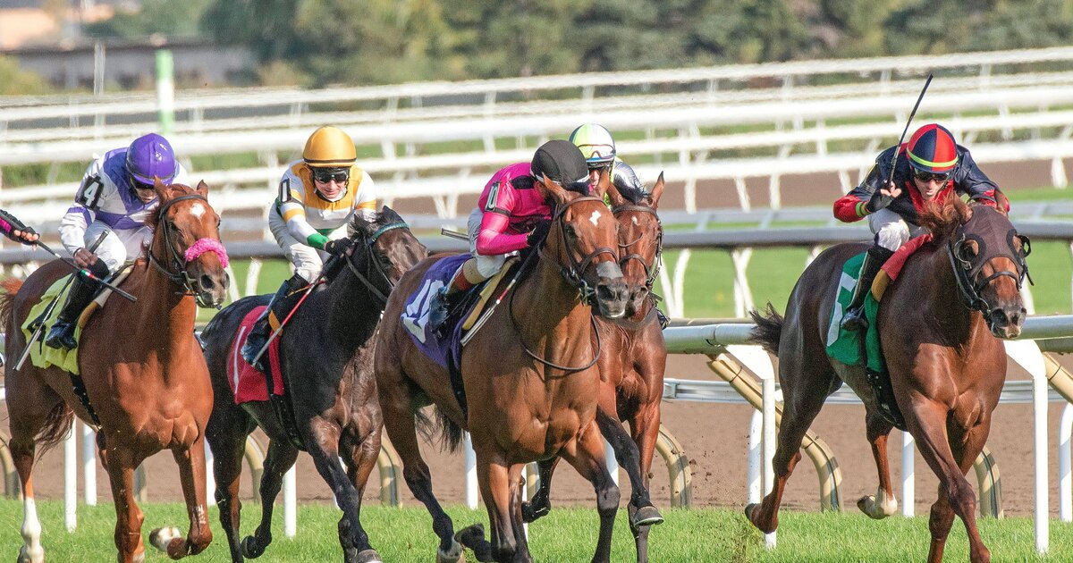 Thoroughbred Breed Profile: History, Traits, and Athletic Build