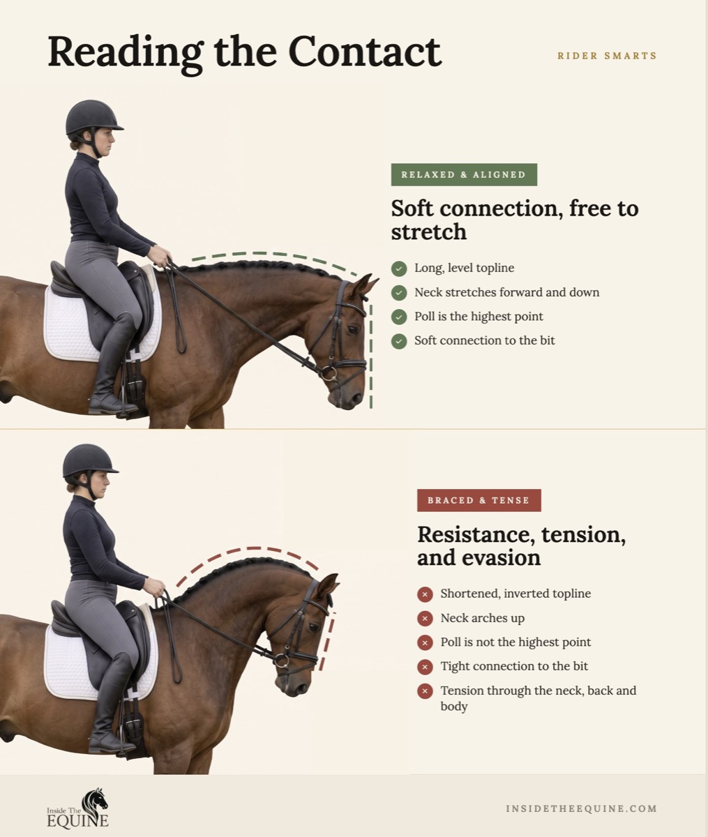 Reading the Contact infographic: comparing relaxed and aligned neck posture versus braced and tense posture in ridden horses